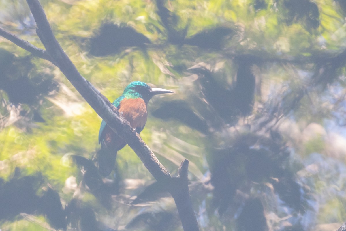 Great Jacamar - ML642619770