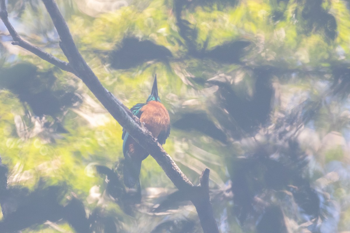Great Jacamar - ML642619771