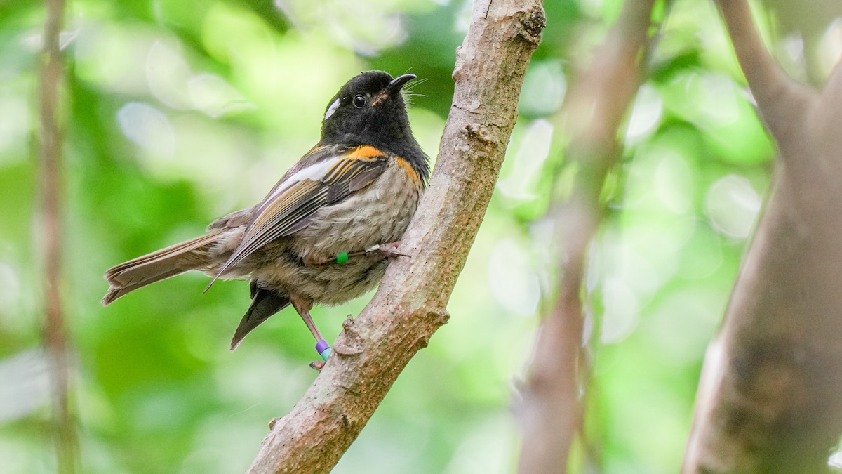 Stitchbird - ML642619774