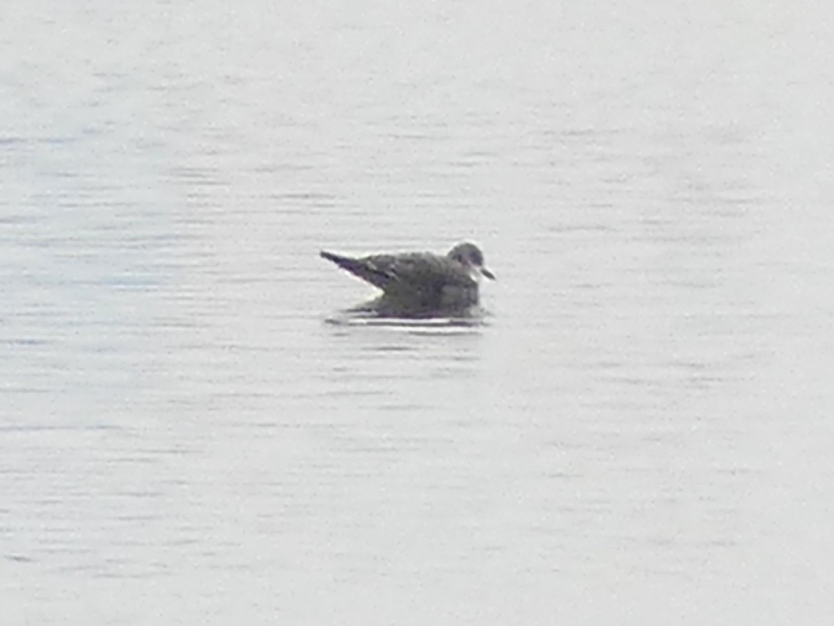 Sabine's Gull - ML642619776