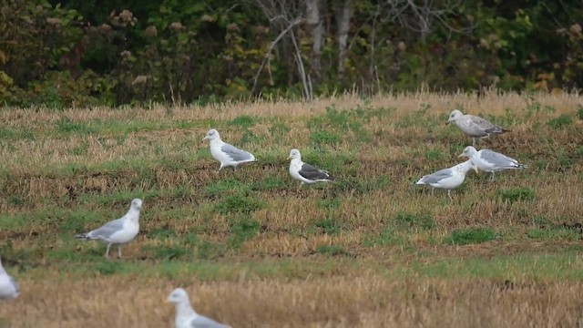 Lesser Black-backed Gull - ML642619786