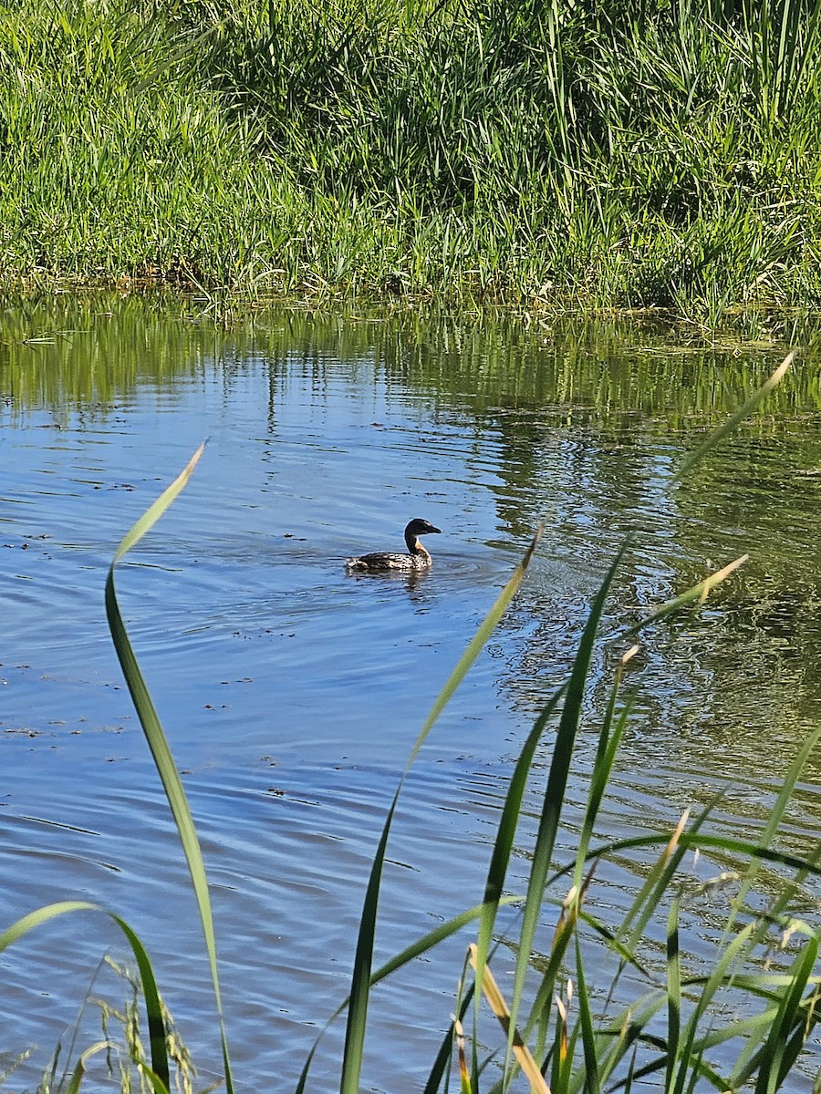 Pied-billed Grebe - ML642619806