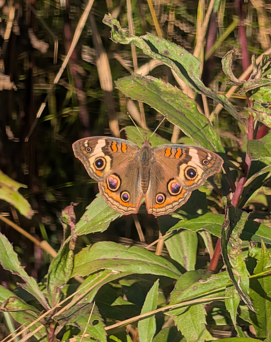 Common Buckeye - ML642619837