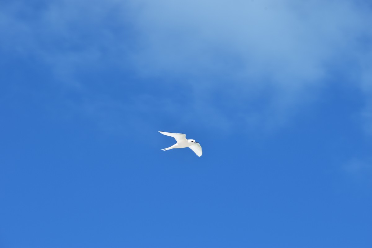 White Tern - ML642619843