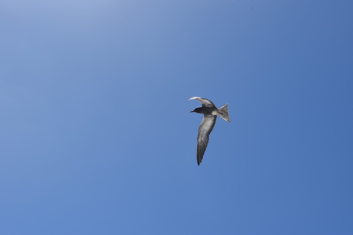 Sooty Tern - ML642619871