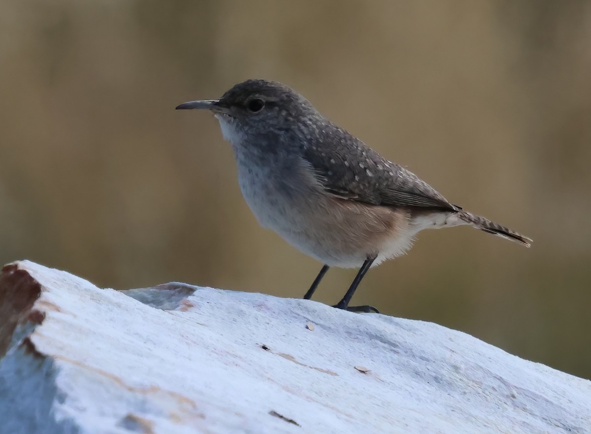 Rock Wren - ML642619872