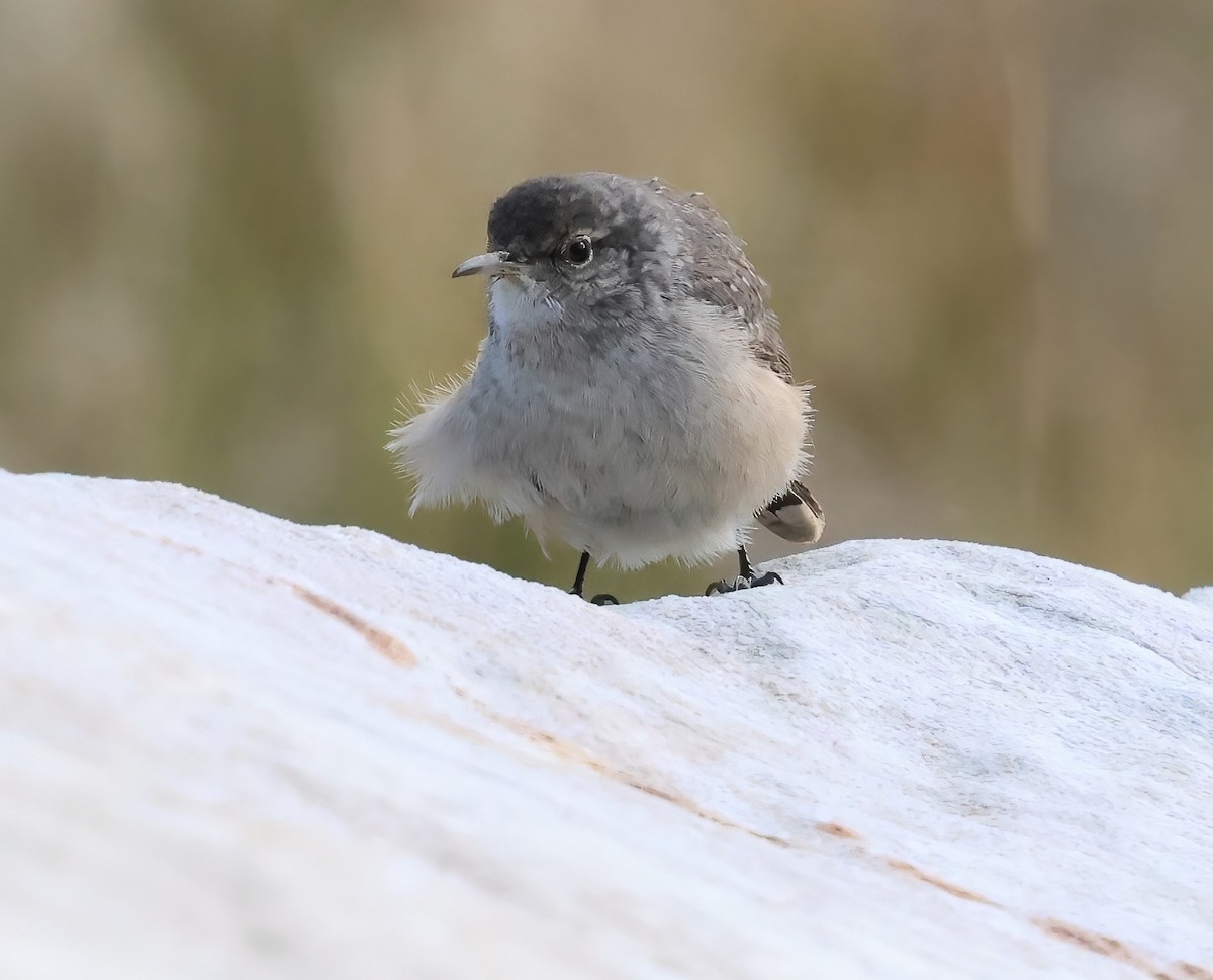 Rock Wren - ML642619873