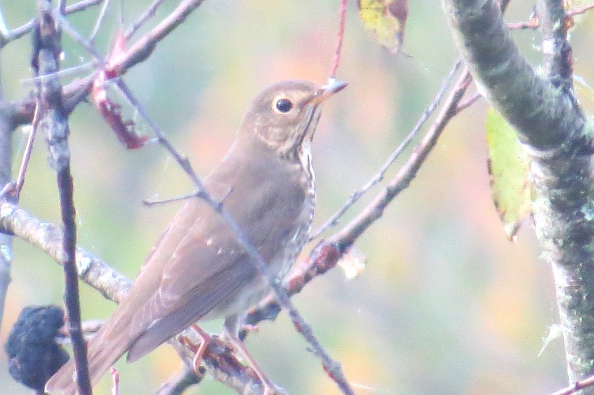 Swainson's Thrush - ML642619874