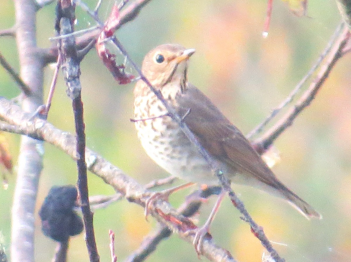 Swainson's Thrush - ML642619892