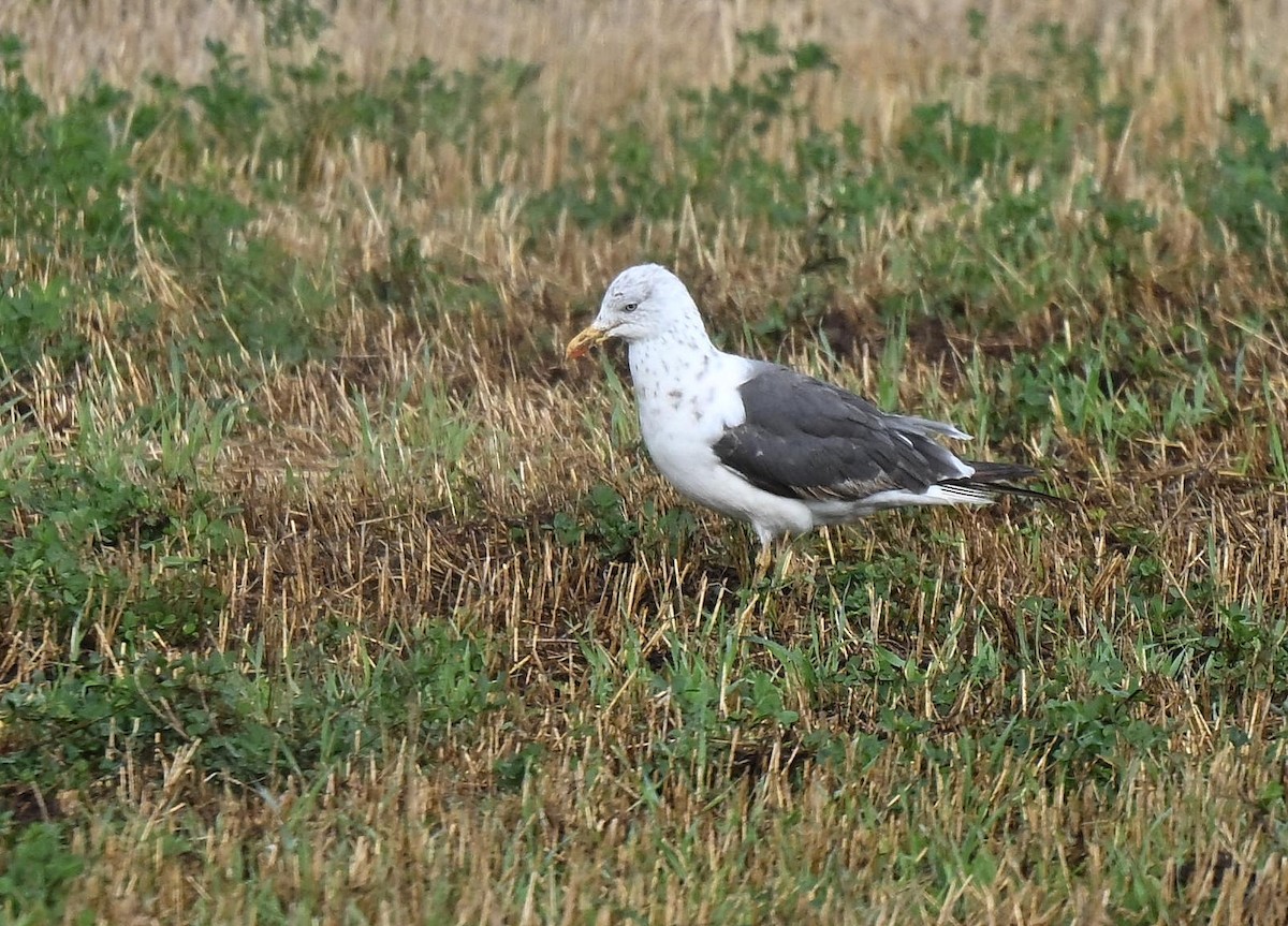 Lesser Black-backed Gull - ML642619893