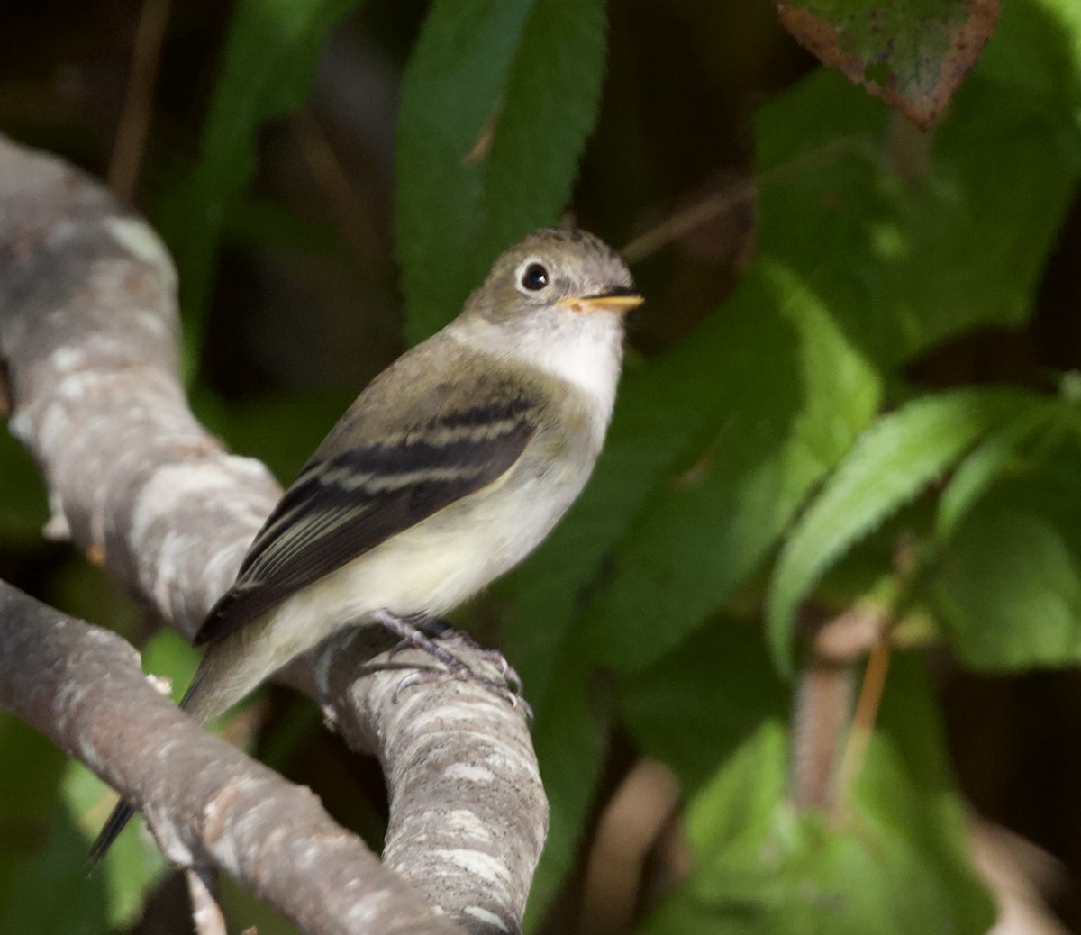 Moucherolle tchébec - ML642619896