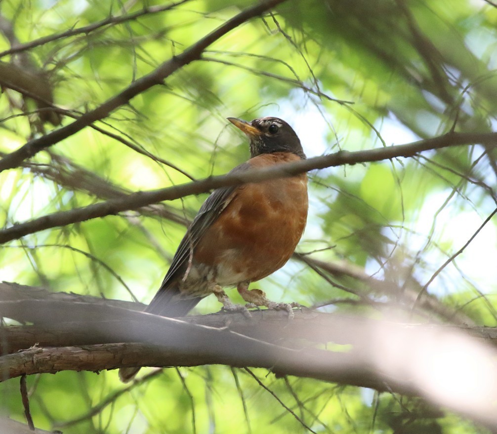 American Robin - ML642619907