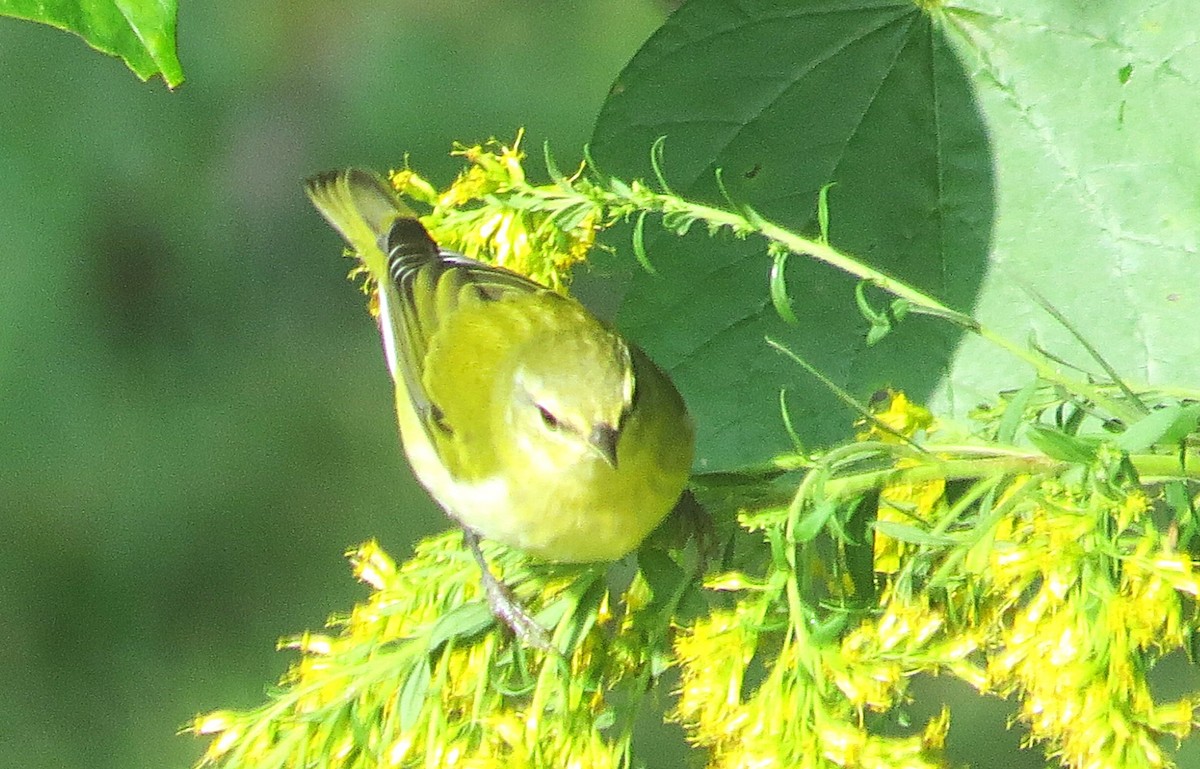 Tennessee Warbler - ML642619908