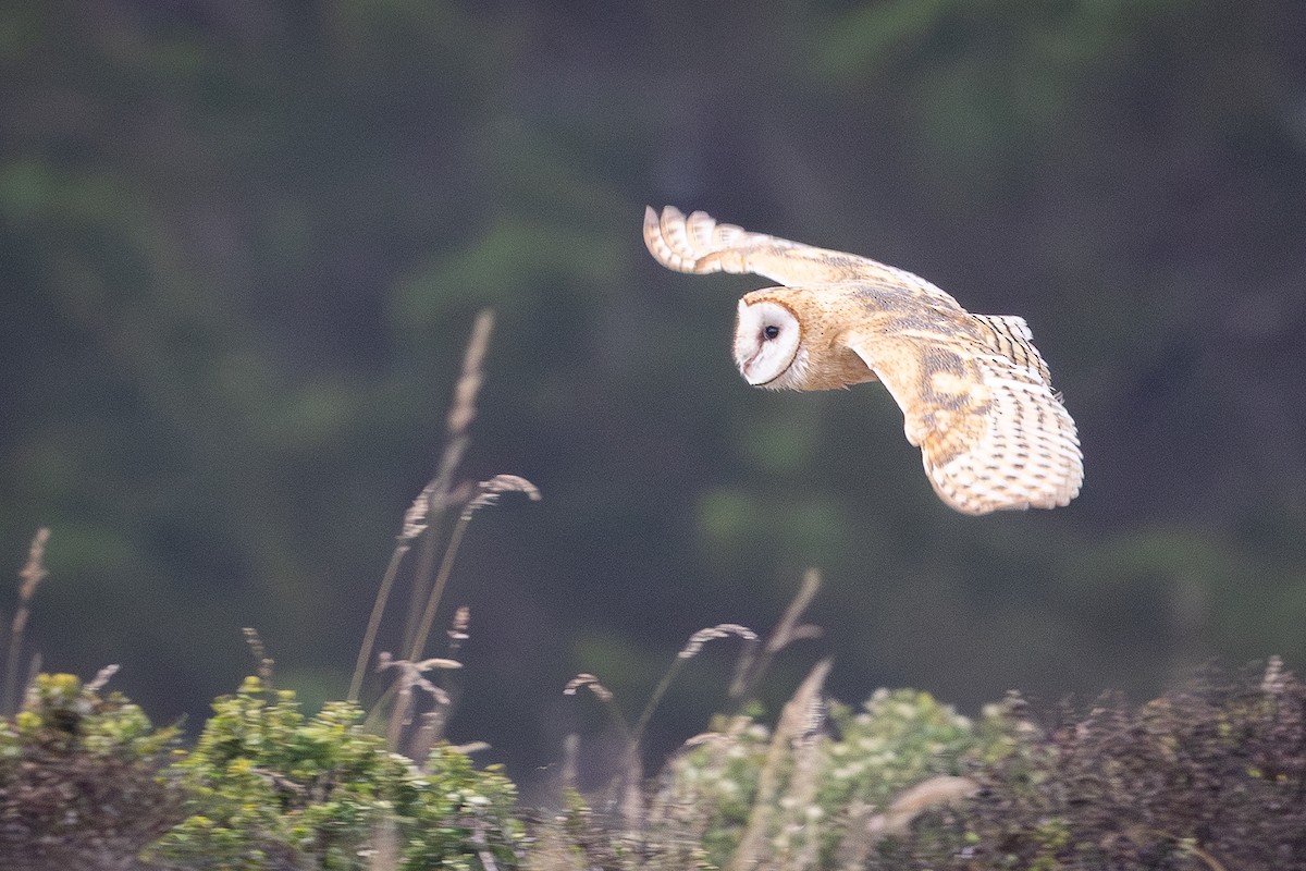 American Barn Owl - ML642619909