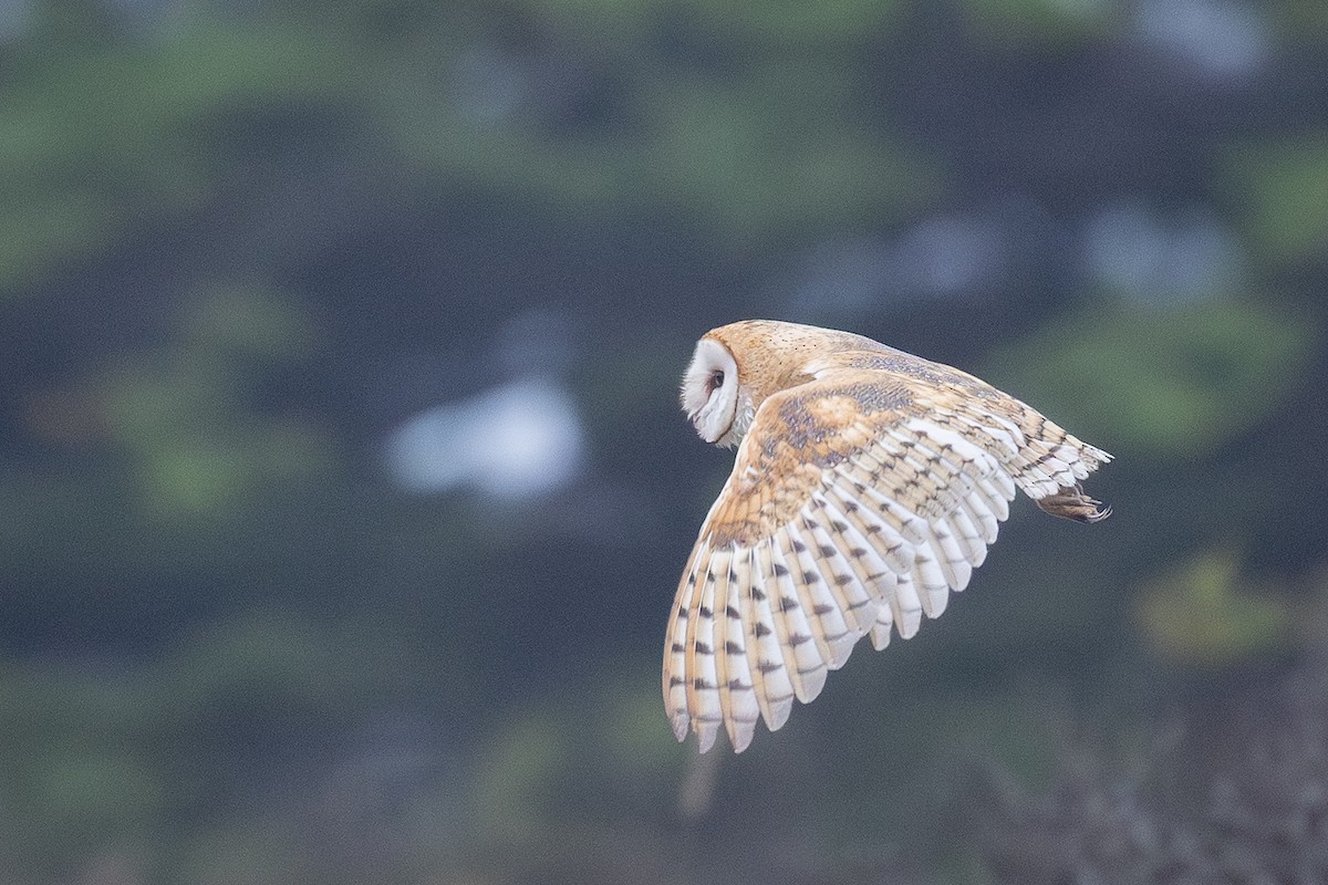 American Barn Owl - ML642619911