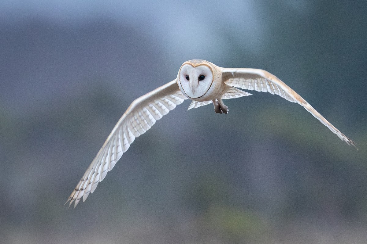 American Barn Owl - ML642619912
