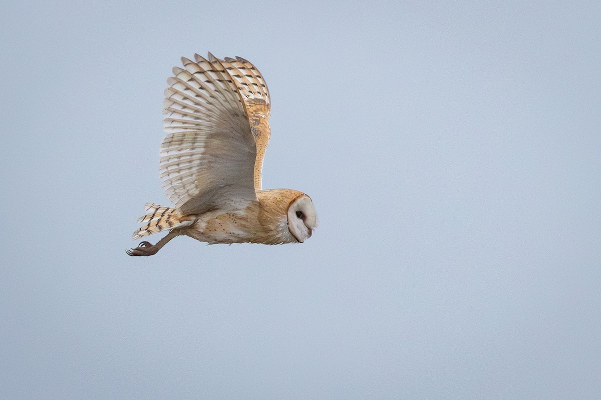 American Barn Owl - ML642619913