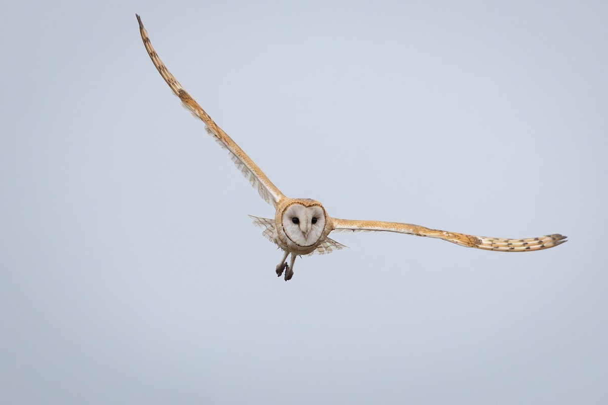 American Barn Owl - ML642619916