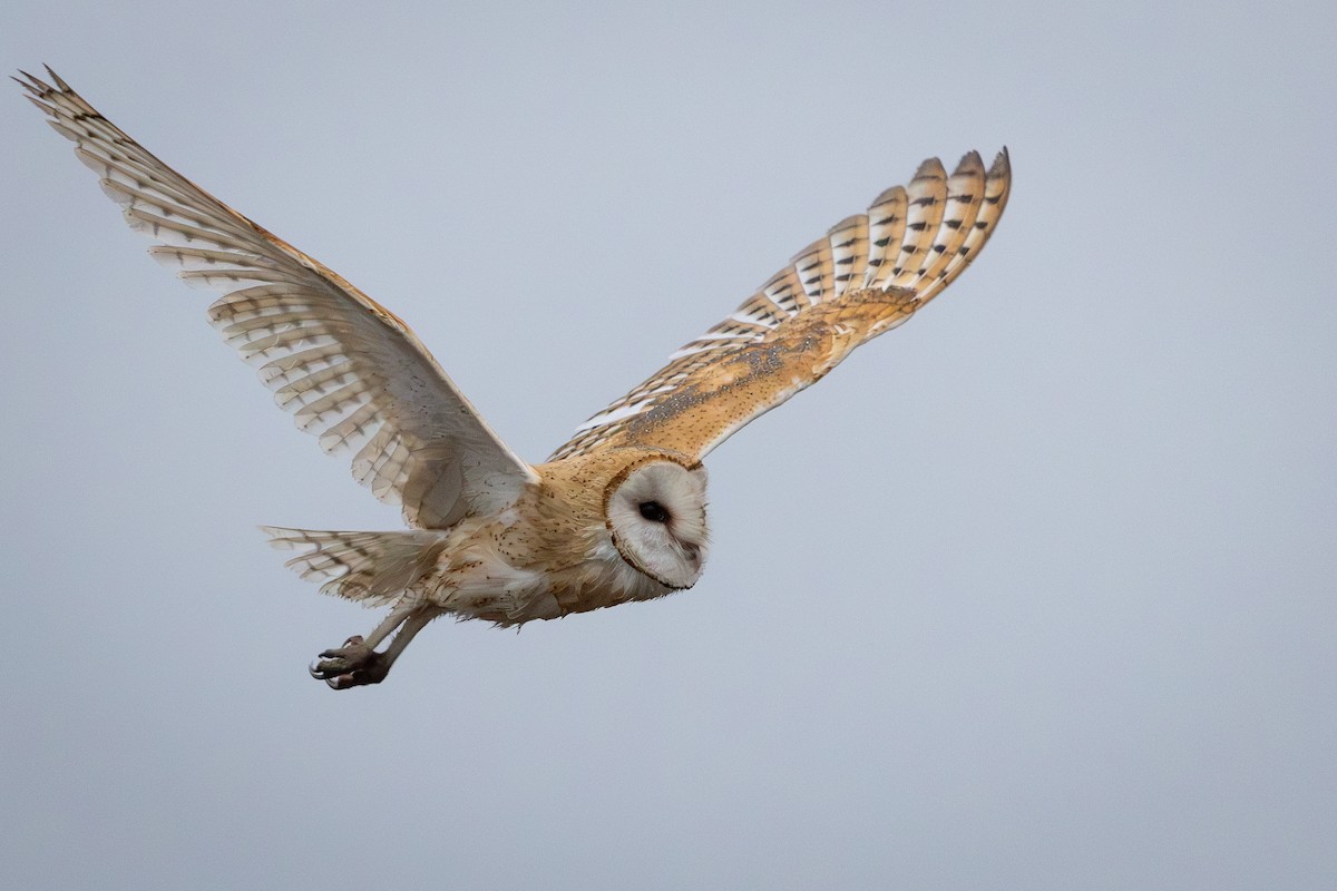American Barn Owl - ML642619917