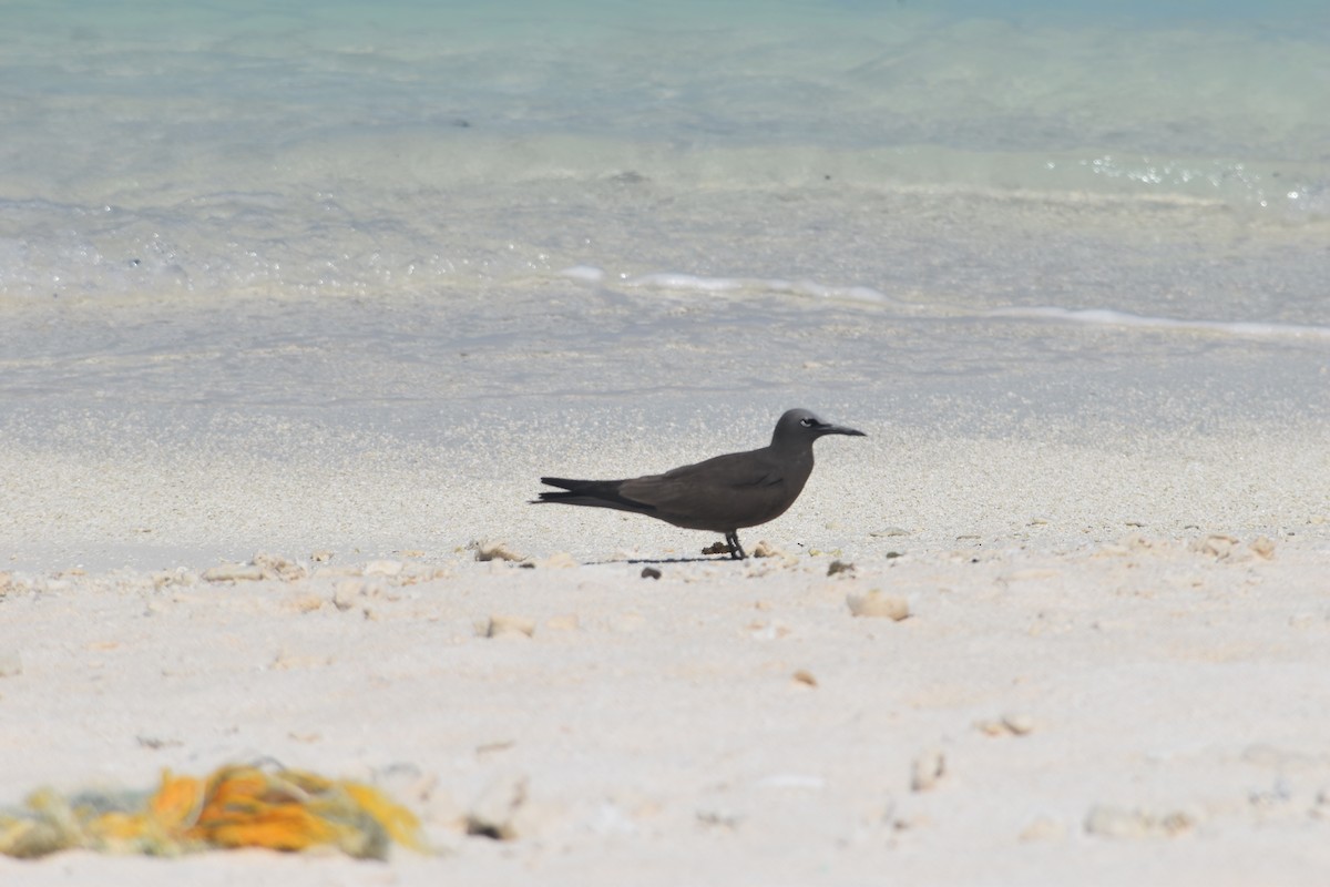 Brown Noddy - ML642619921