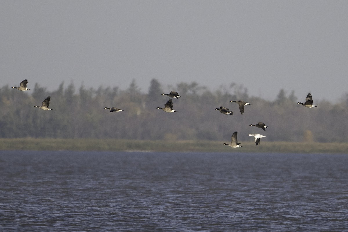 Ross's Goose - ML642619927