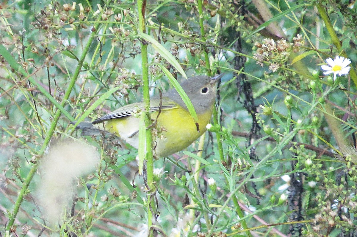 Nashville Warbler - ML642619934
