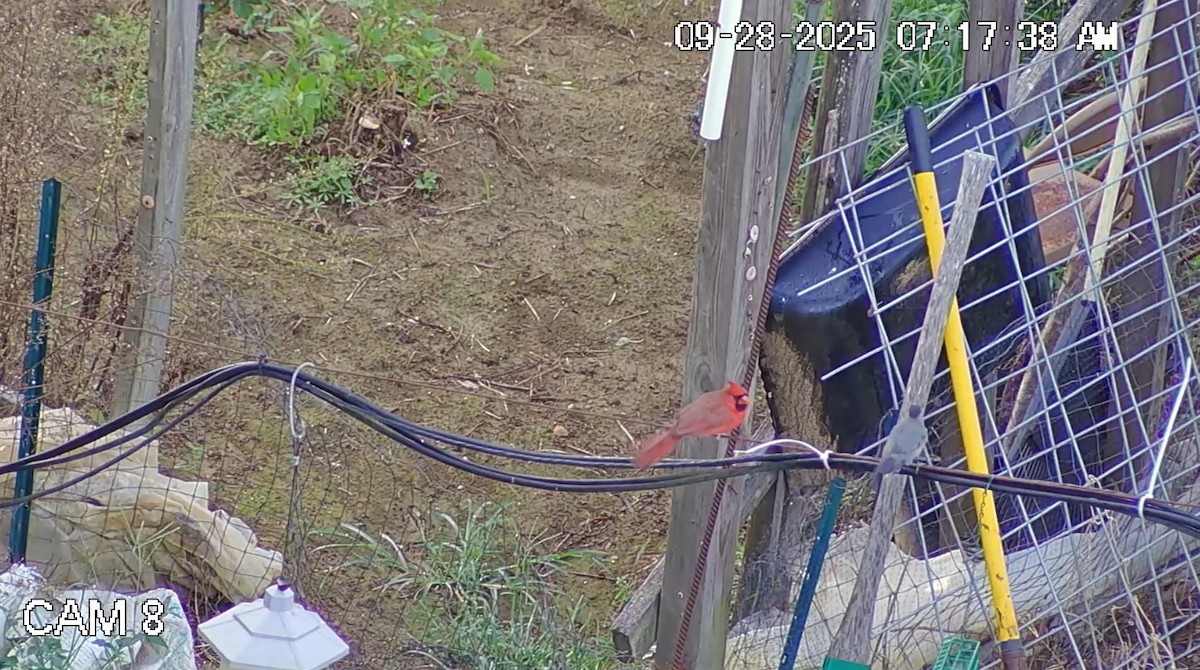 Cardinal rouge - ML642619938