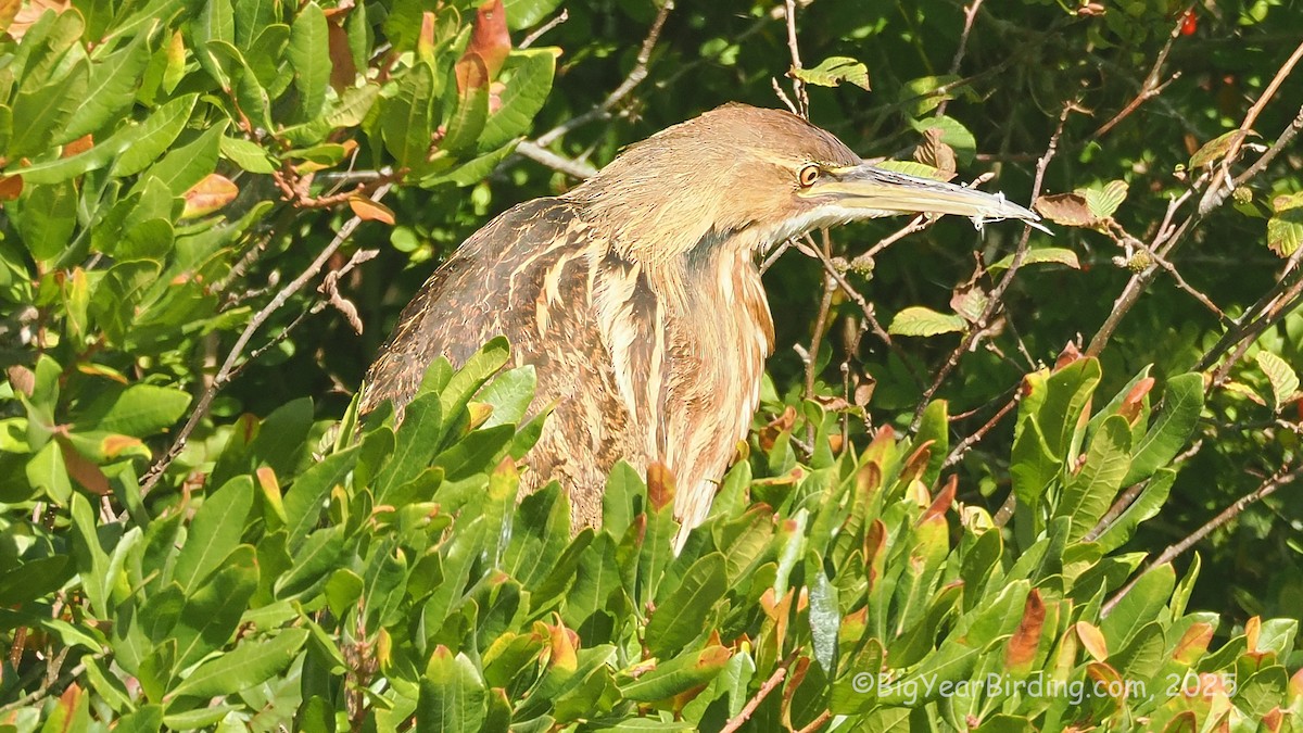 American Bittern - ML642619940