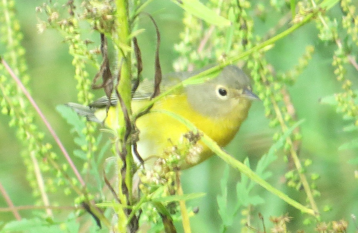 Nashville Warbler - ML642619942