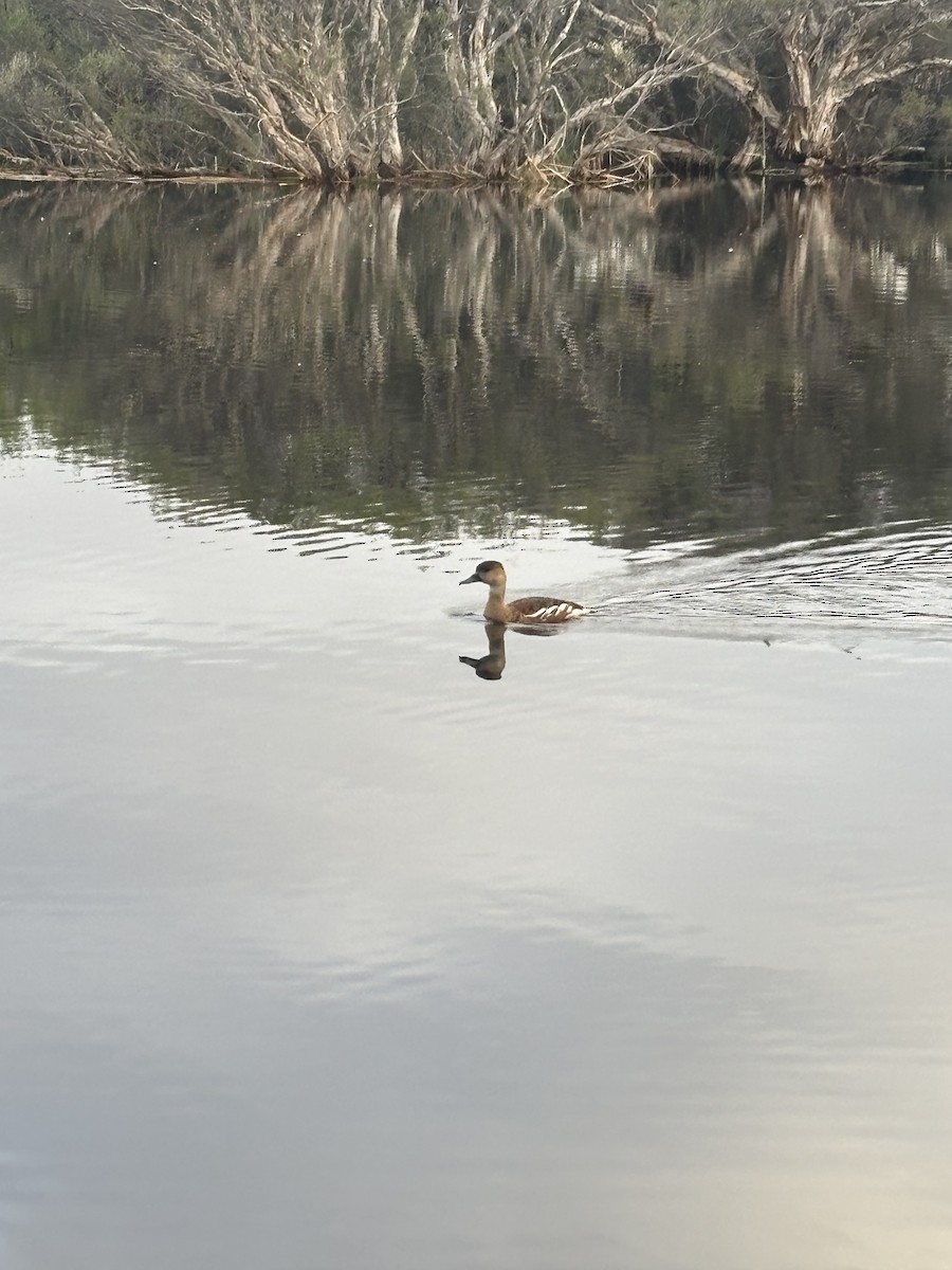Wandering Whistling-Duck - ML642619948
