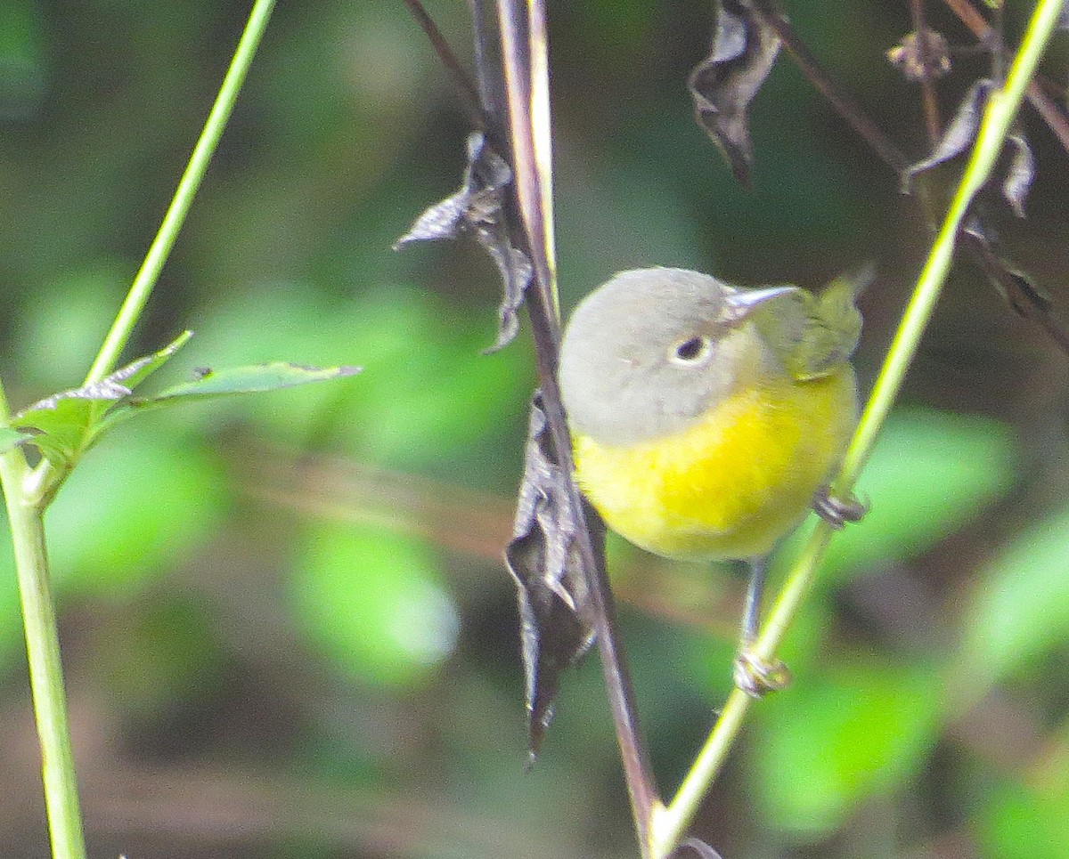 Nashville Warbler - ML642619949