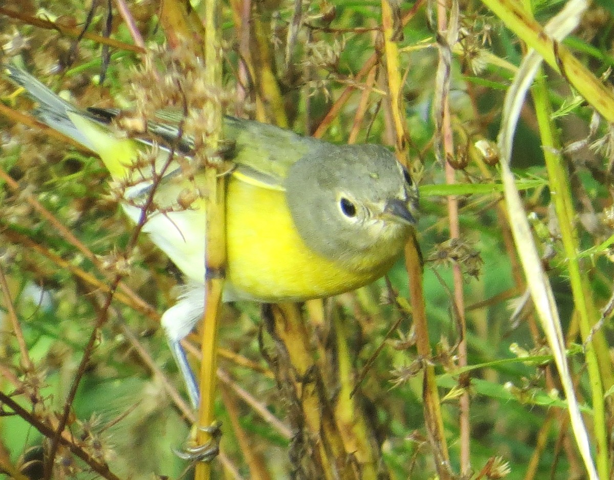 Nashville Warbler - ML642619957