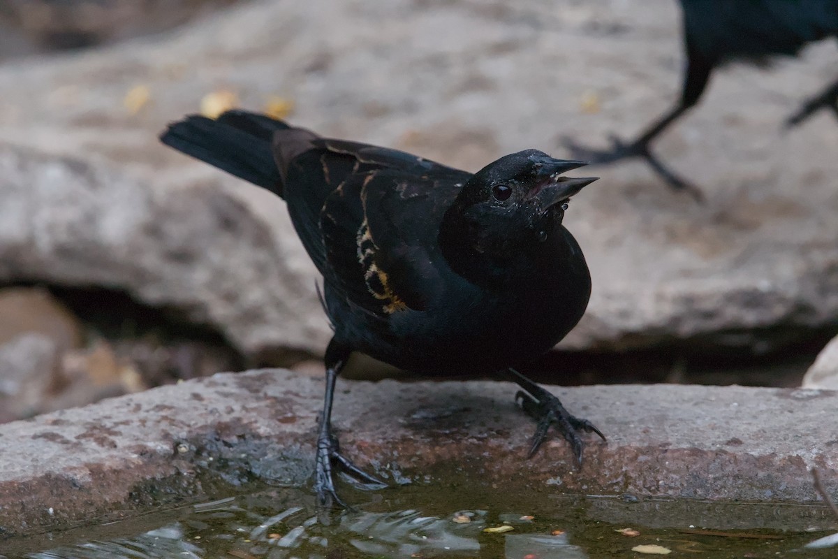 Red-winged Blackbird - ML642619966
