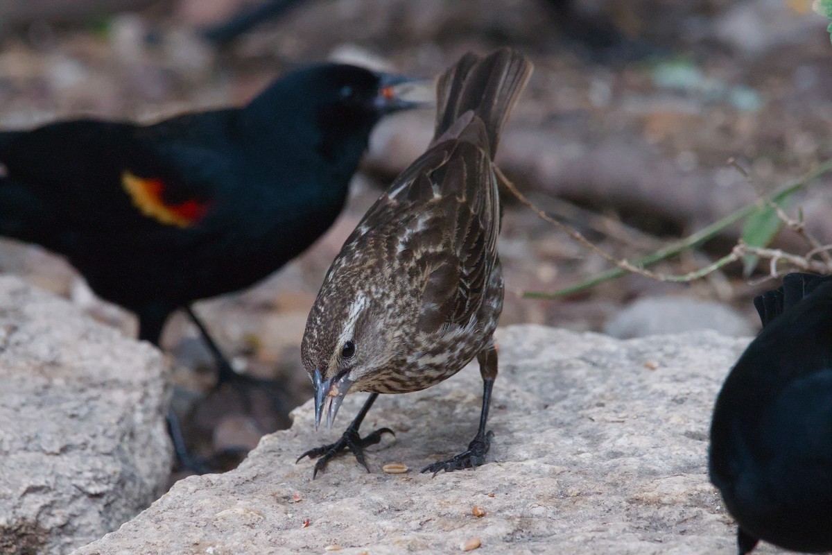 Red-winged Blackbird - ML642619970