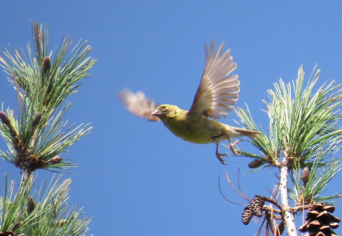 American Goldfinch - ML642619971