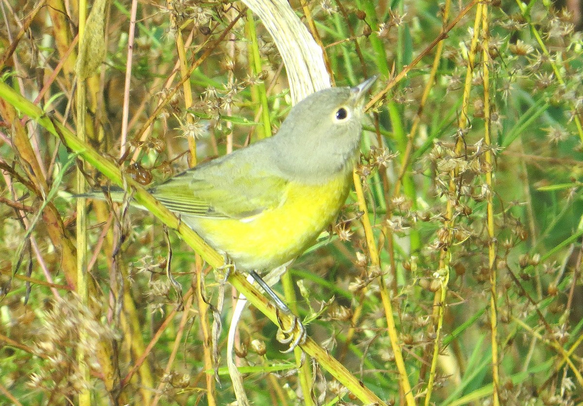 Nashville Warbler - ML642619972