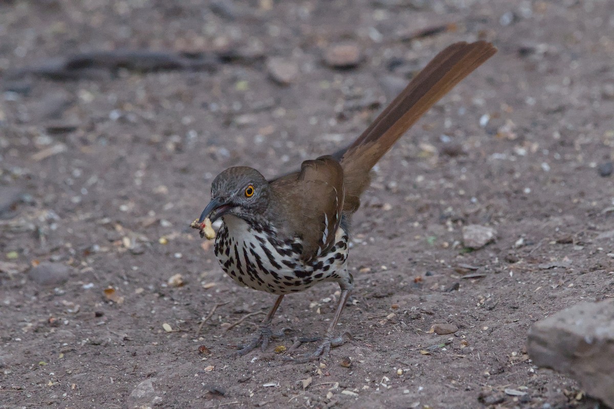 Long-billed Thrasher - ML642619977