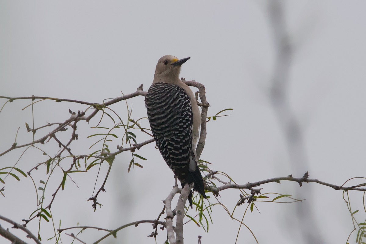 Golden-fronted Woodpecker - ML642619979