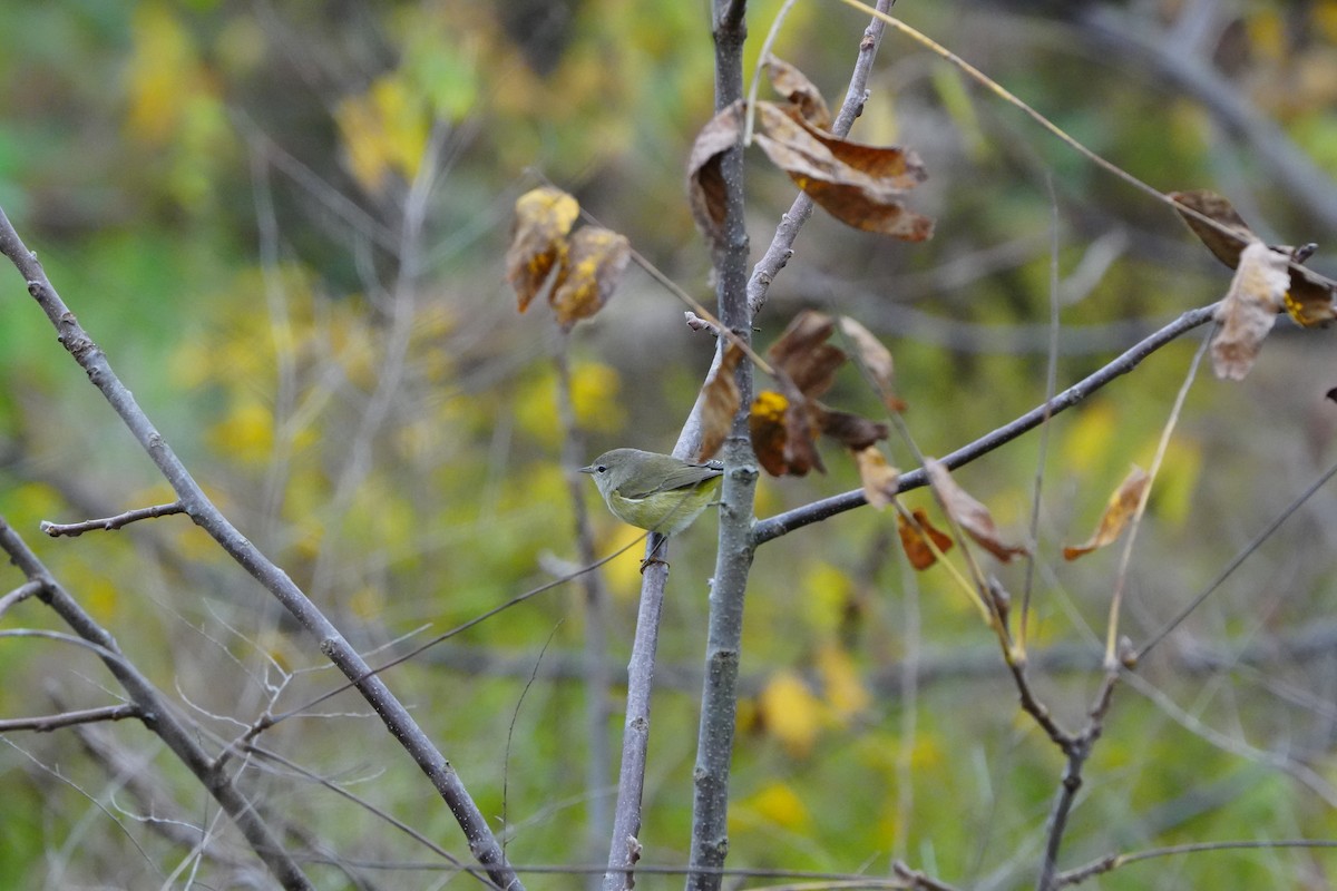 Orange-crowned Warbler (Gray-headed) - ML642619981