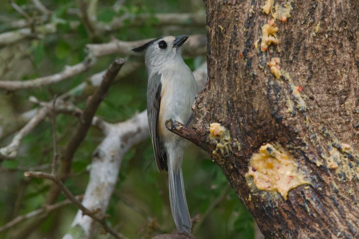 Black-crested Titmouse - ML642619983