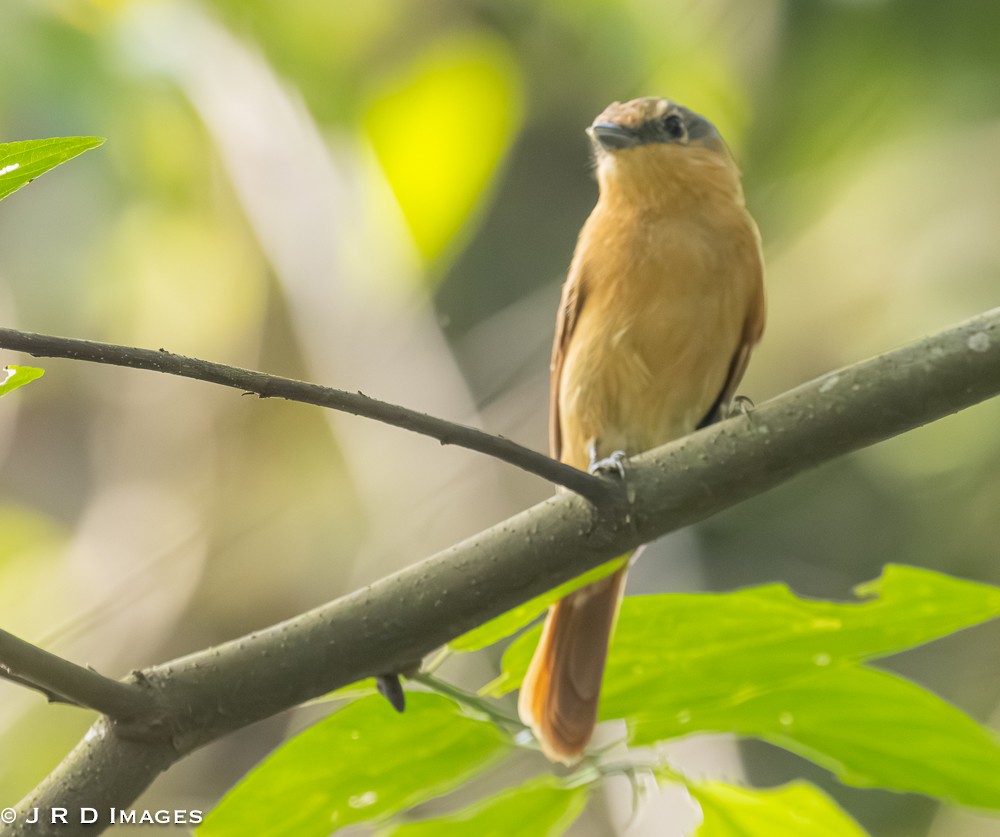 Chestnut-crowned Becard - ML642619987