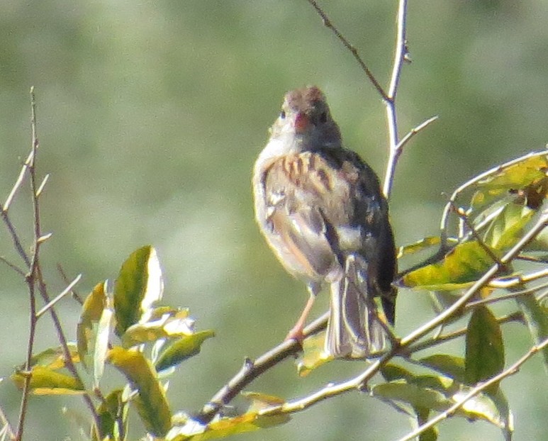 Field Sparrow - ML642619990
