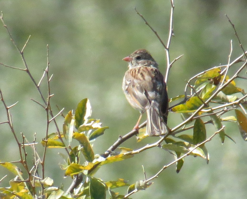 Field Sparrow - ML642619991