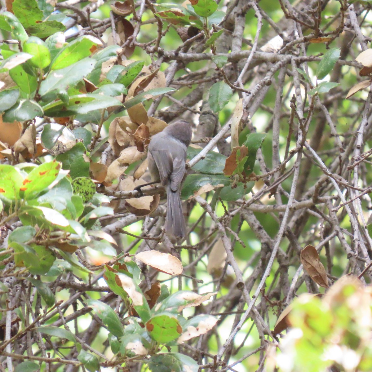 Bushtit - ML642619992