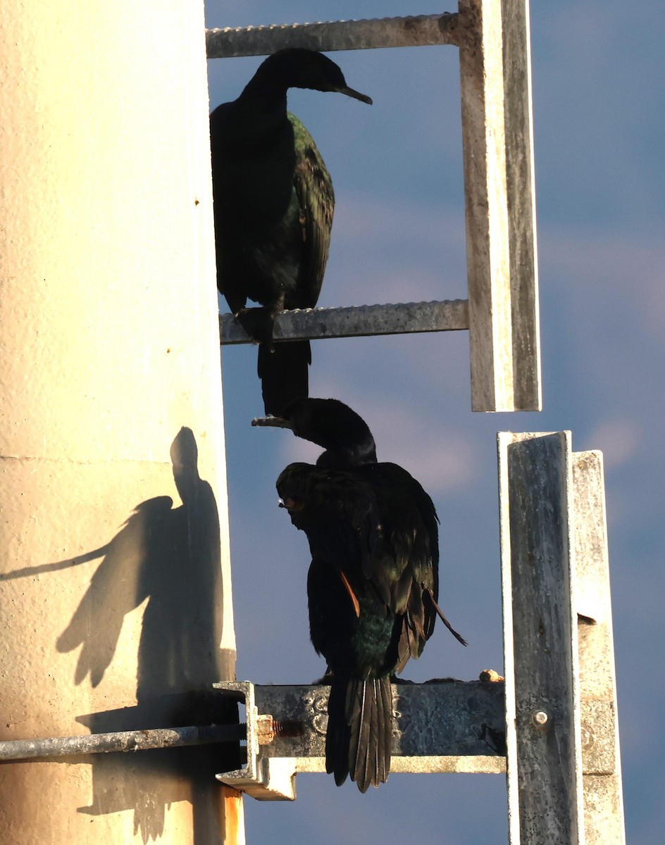 Pelagic Cormorant - ML642620002