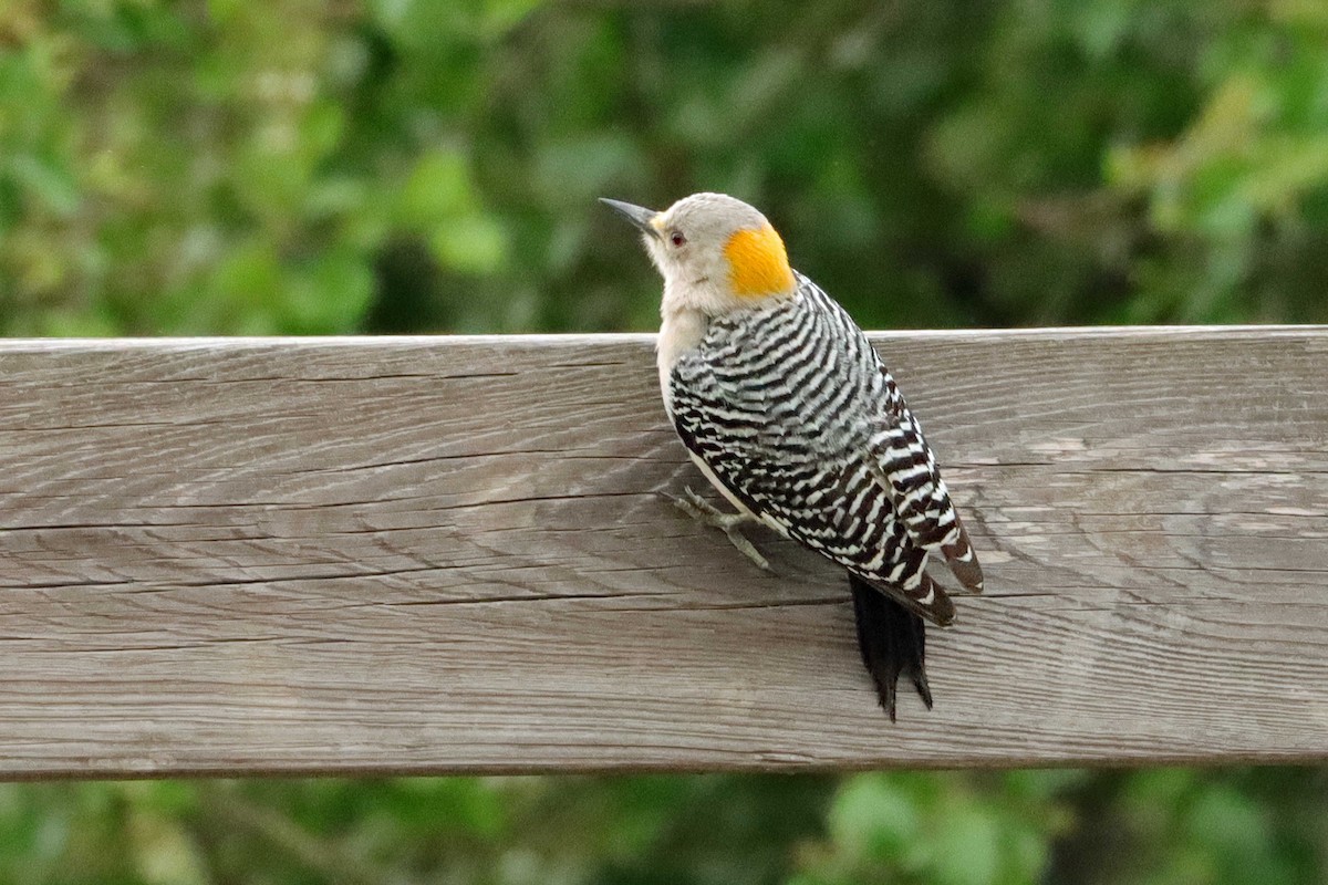 Golden-fronted Woodpecker - Cindy Krasniewicz