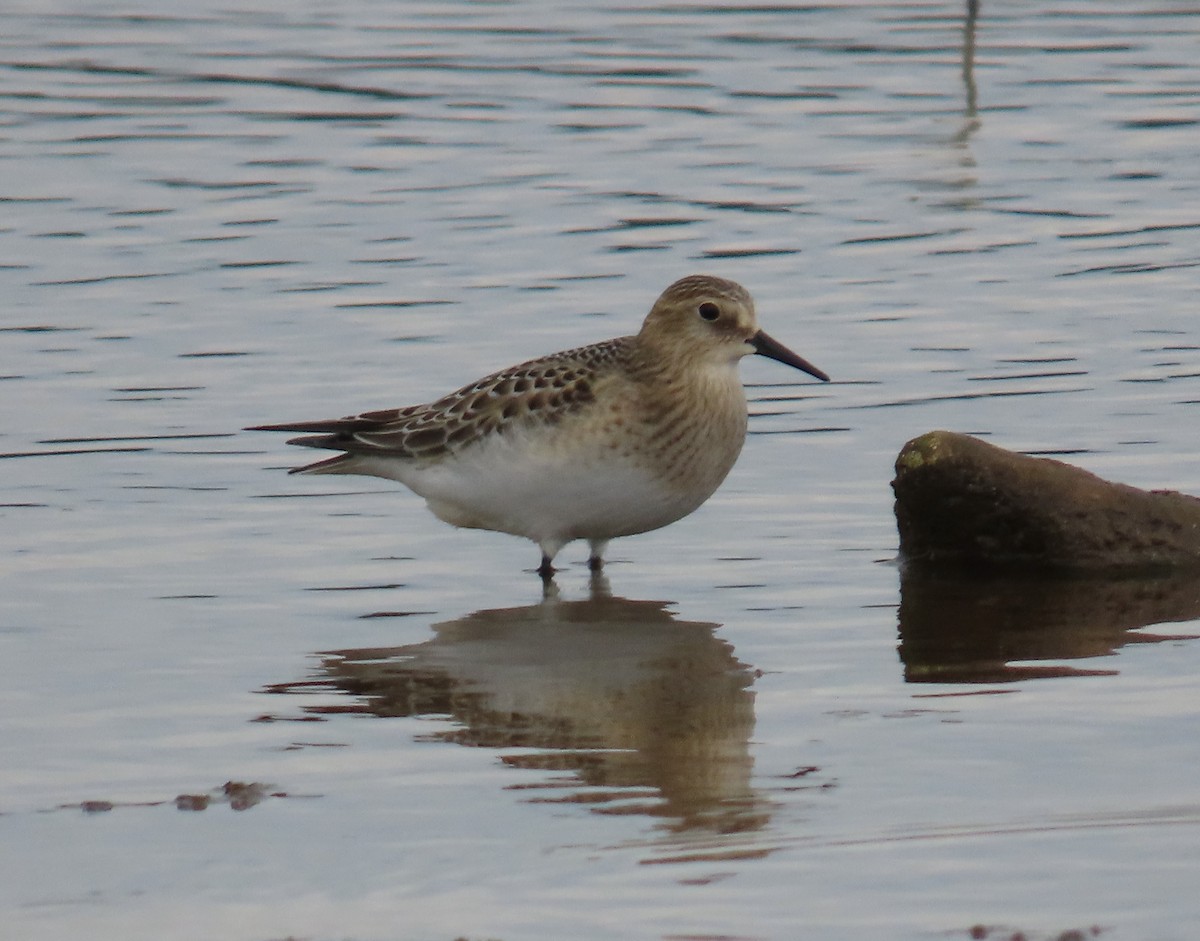 Baird's Sandpiper - ML642620022