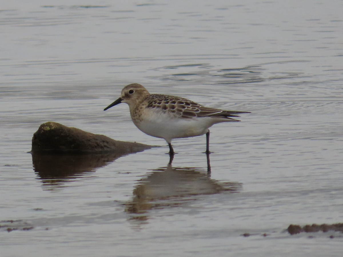 Baird's Sandpiper - ML642620032