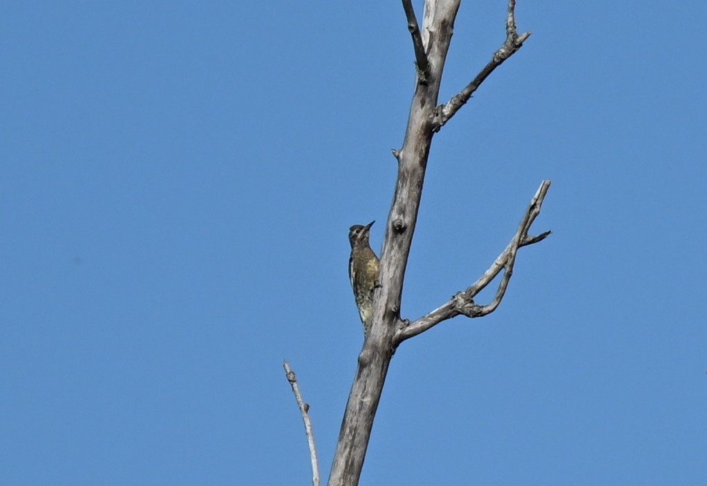 Yellow-bellied Sapsucker - ML642620098