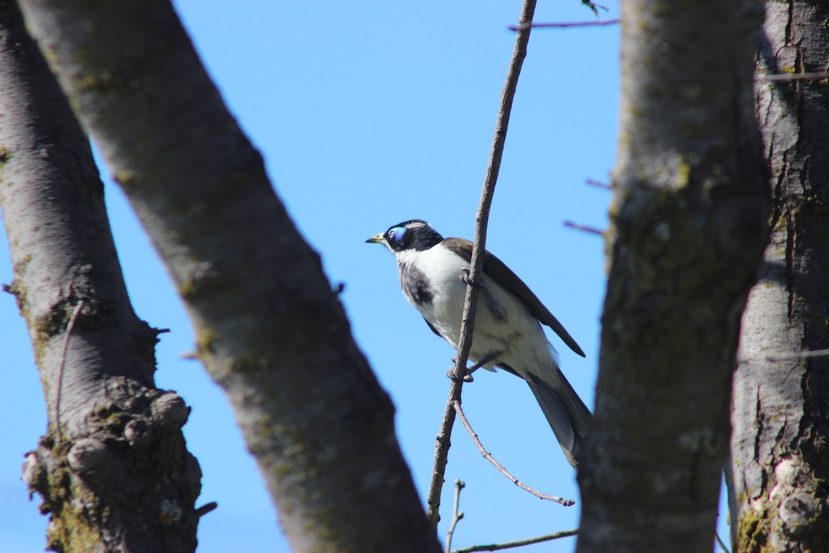 Blue-faced Honeyeater - ML642620105